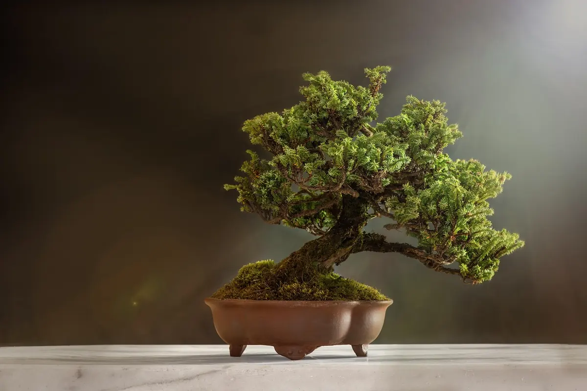 A carefully pruned bonsai tree