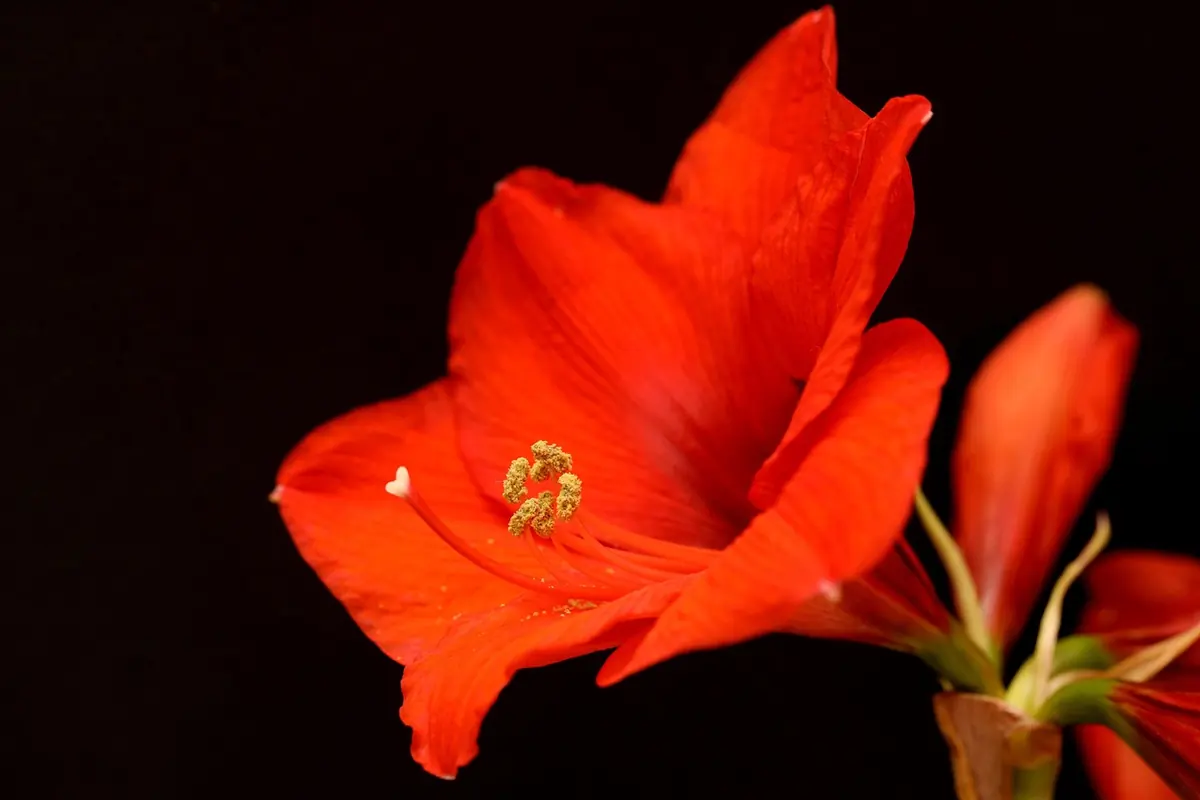 A single red flower