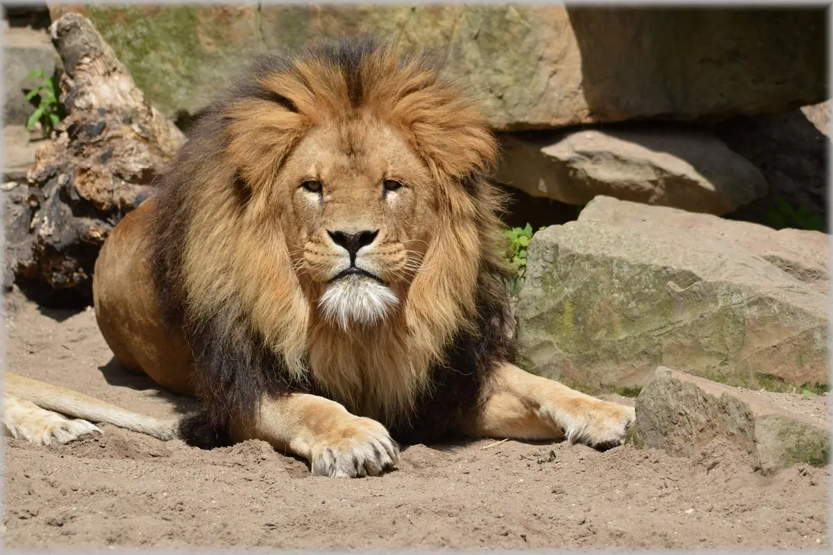 A lion lying on a rock