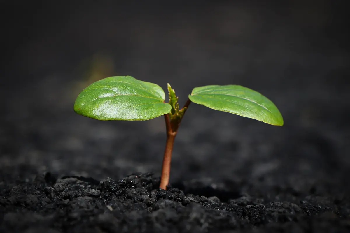 A young seedling sprouting from dark soil