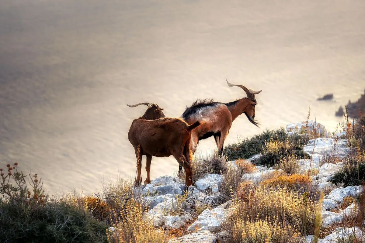 Goats on a rocky mountainside