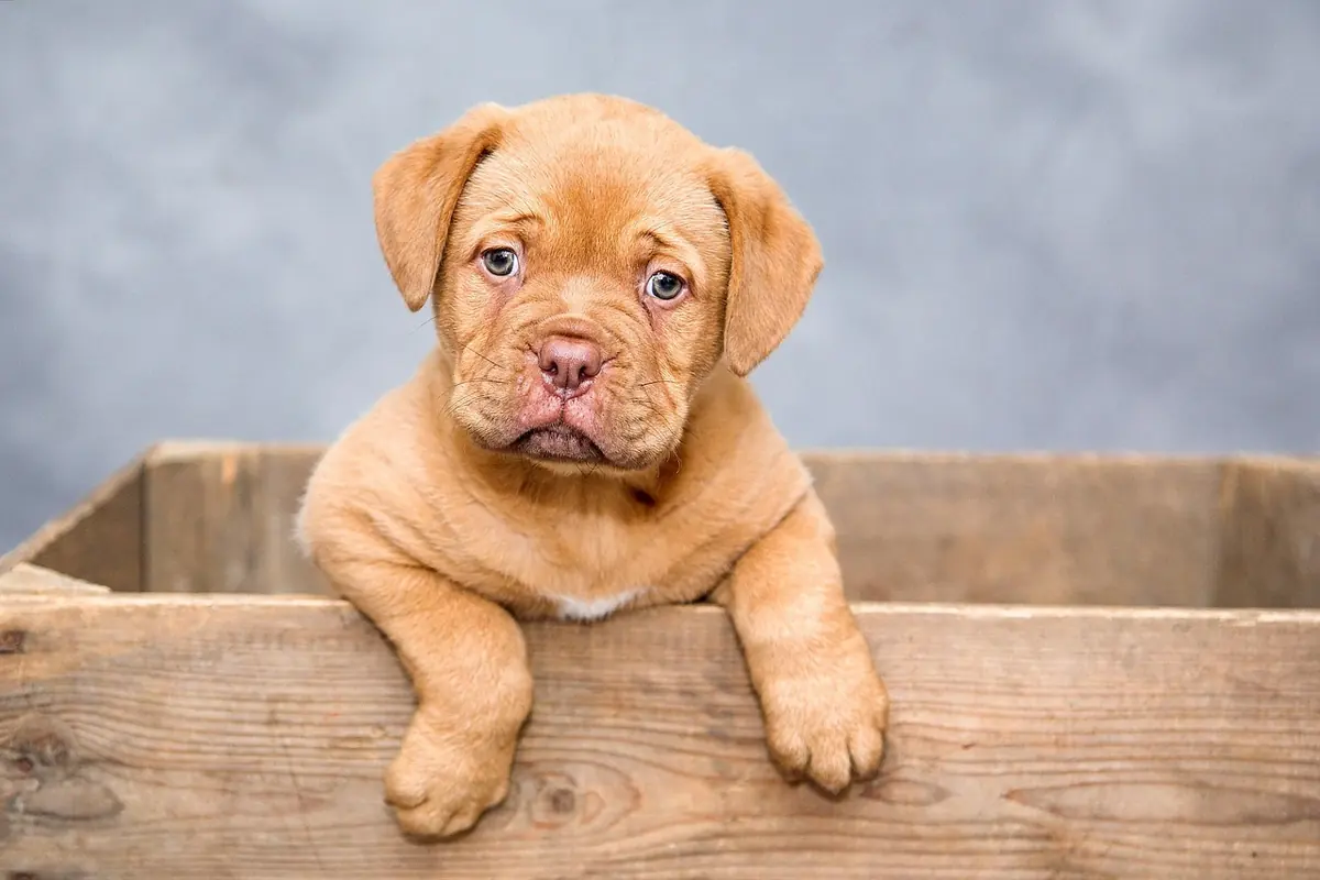 A puppy resting its paws on a wooden crate