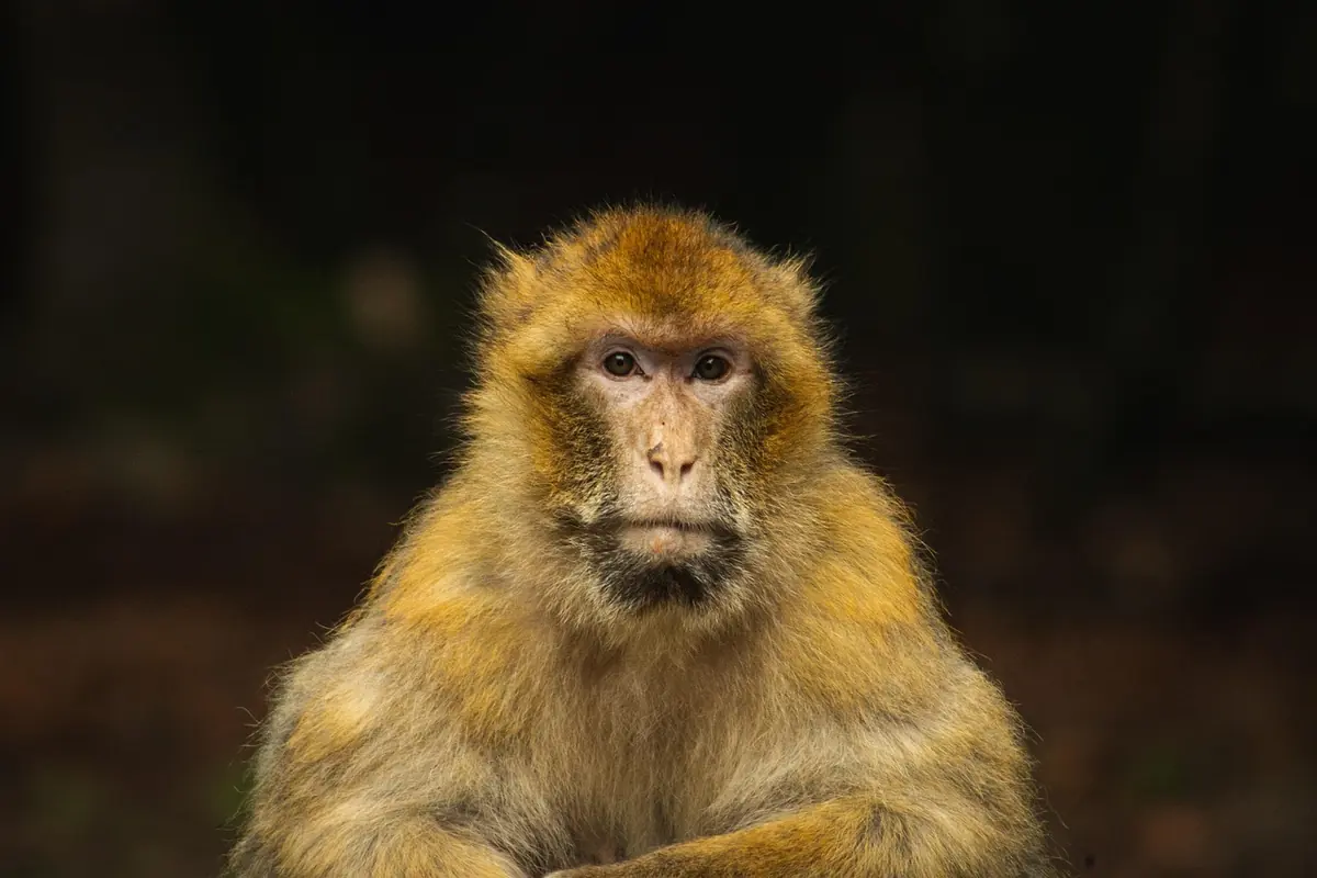 A macaque sitting calmly