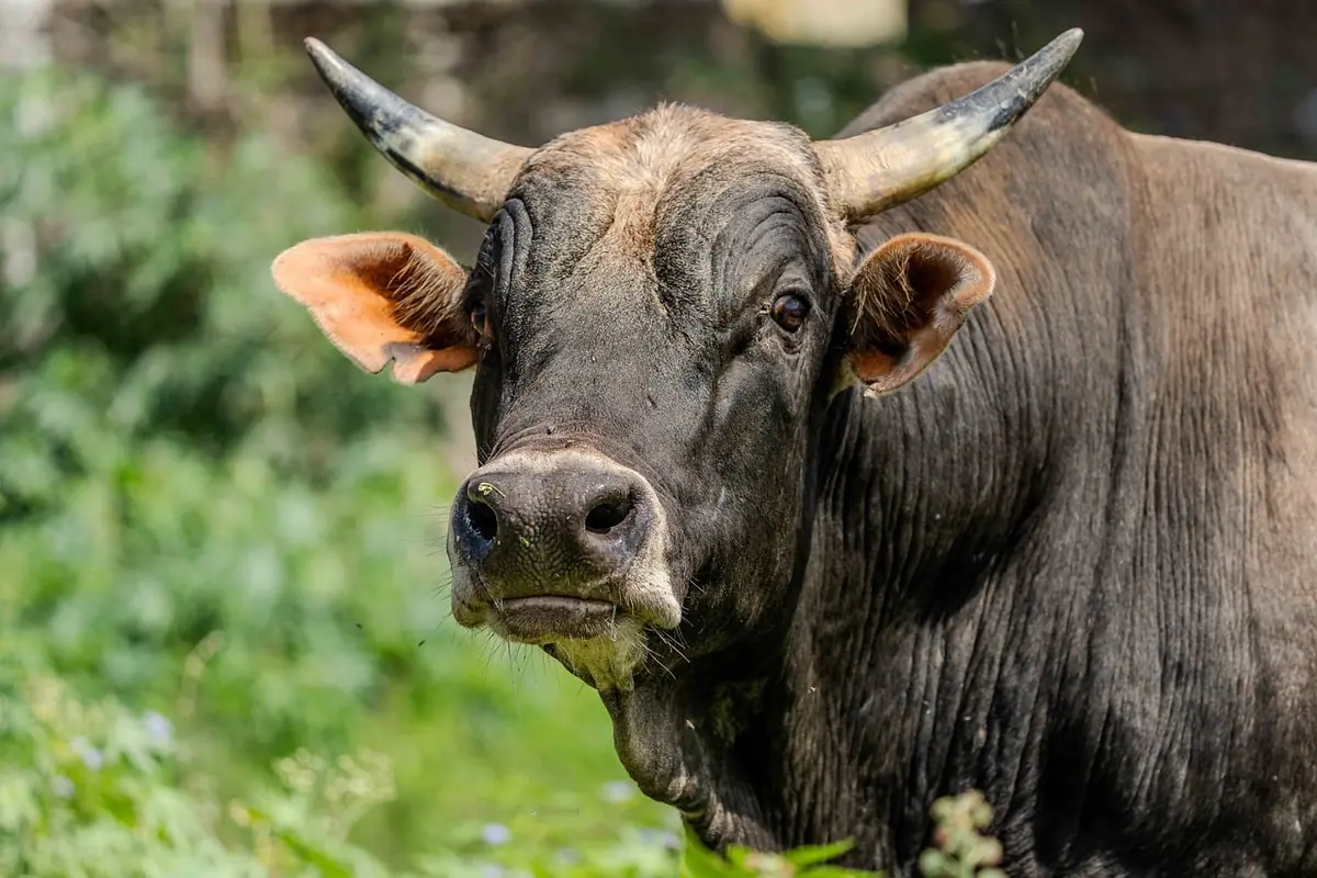 A dark ox with curved horns in a meadow