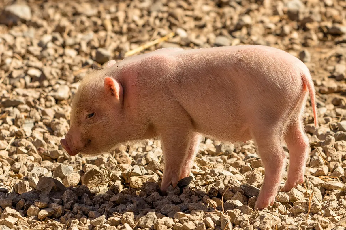 A piglet walking on gravel