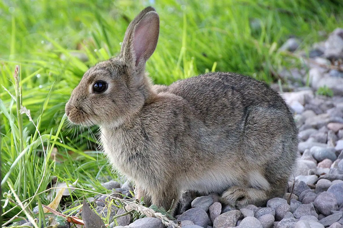 A wild rabbit on pebbles