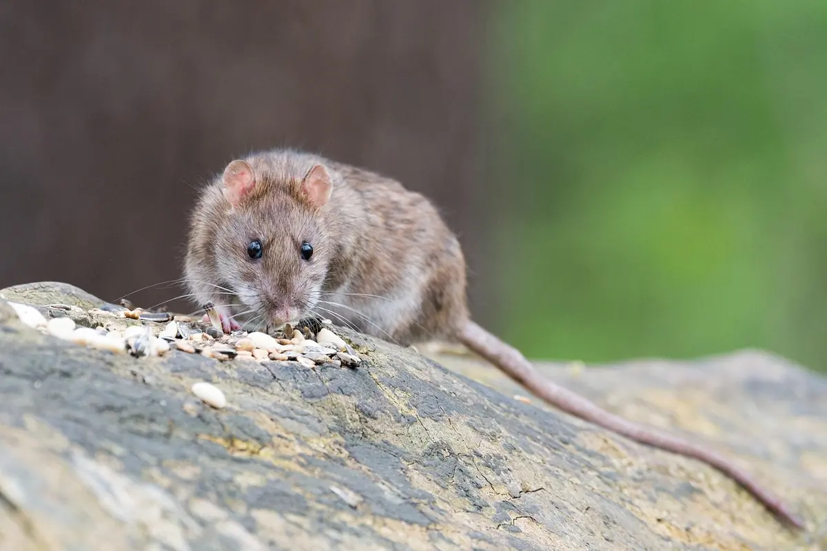 A small brown rat on a rock