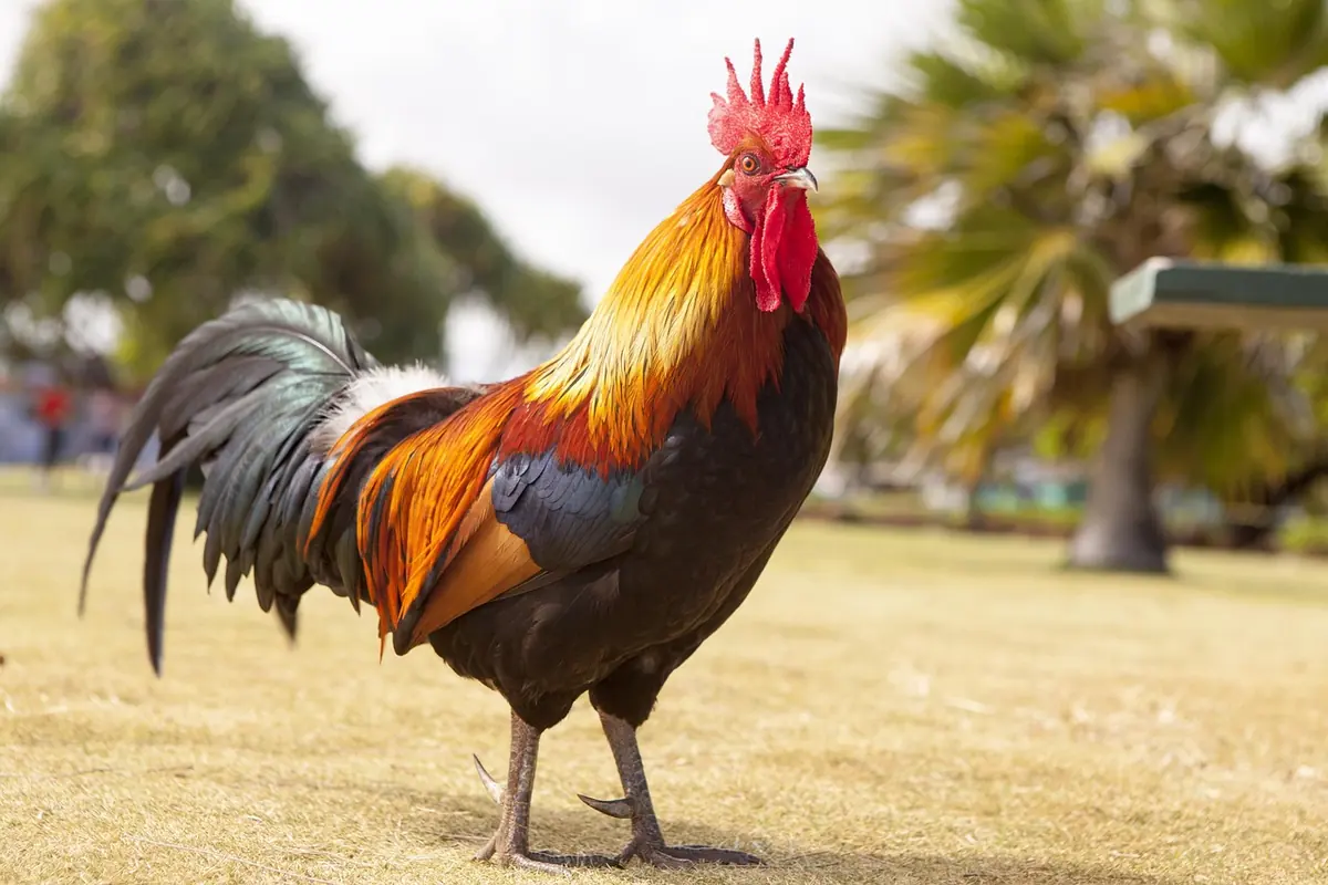 A colorful rooster standing in the grass