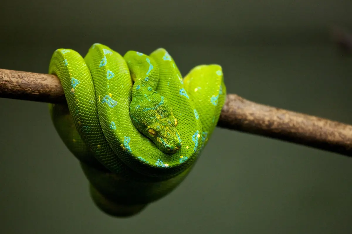 A green tree python coiled on a branch