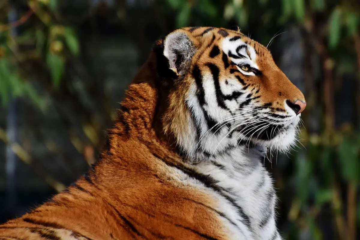 A tiger resting in the forest